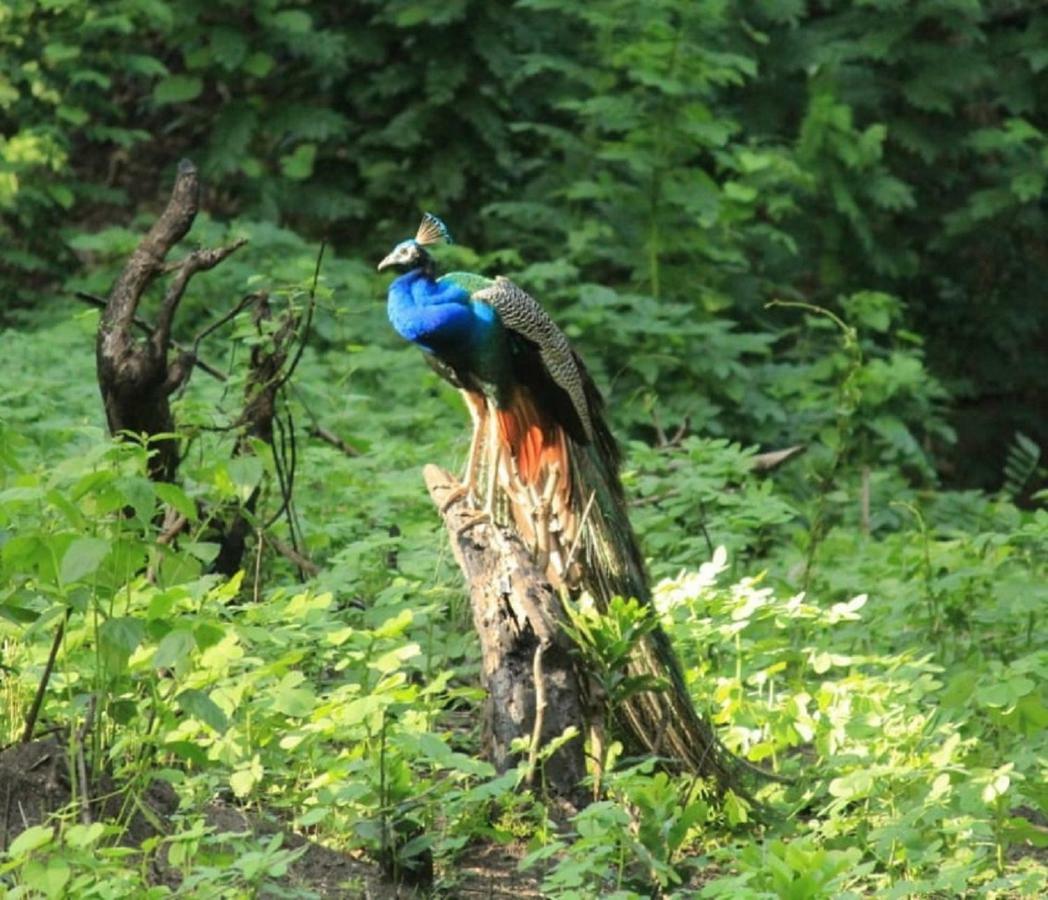 The Nest Inn Resort マジナグディ エクステリア 写真